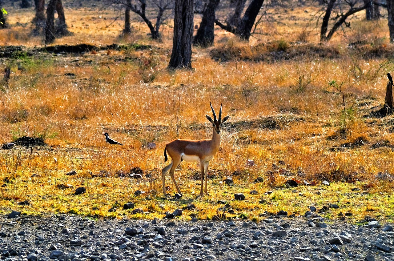 deer, forest, ranthambore, india, nature, wild, mammal, animal, wildlife, grass, ranthambore, ranthambore, ranthambore, ranthambore, ranthambore