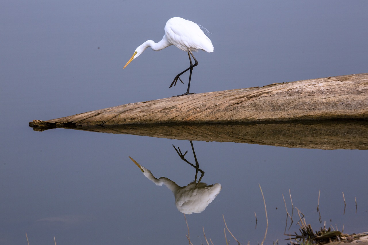 haron, bird, ranthambore, wildlife, nature, outdoors, jungle, haron, ranthambore, ranthambore, ranthambore, ranthambore, ranthambore