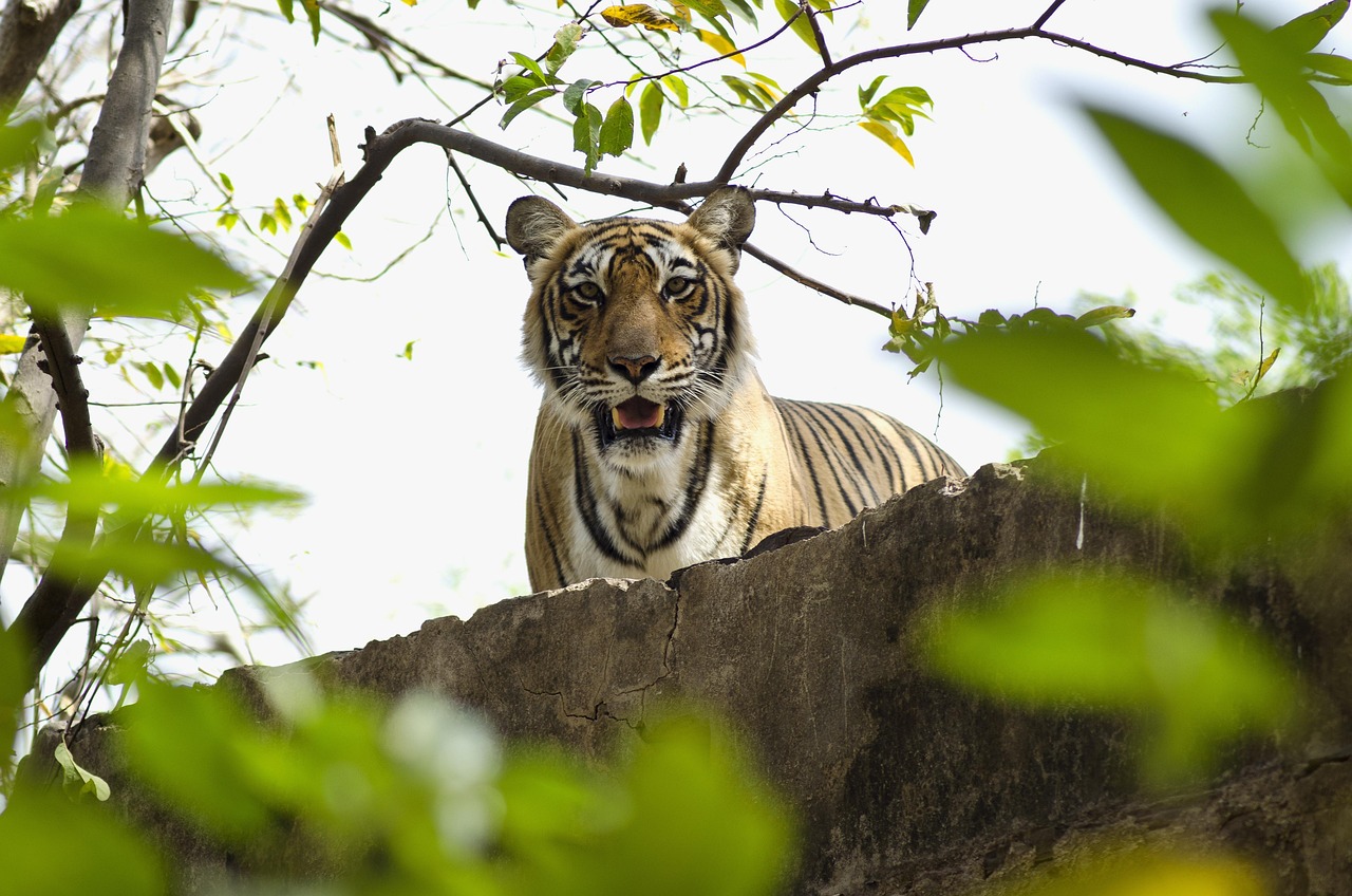 tiger, jungle, forest, big cat, ranthambore national park, india, nature, wildlife, tourism