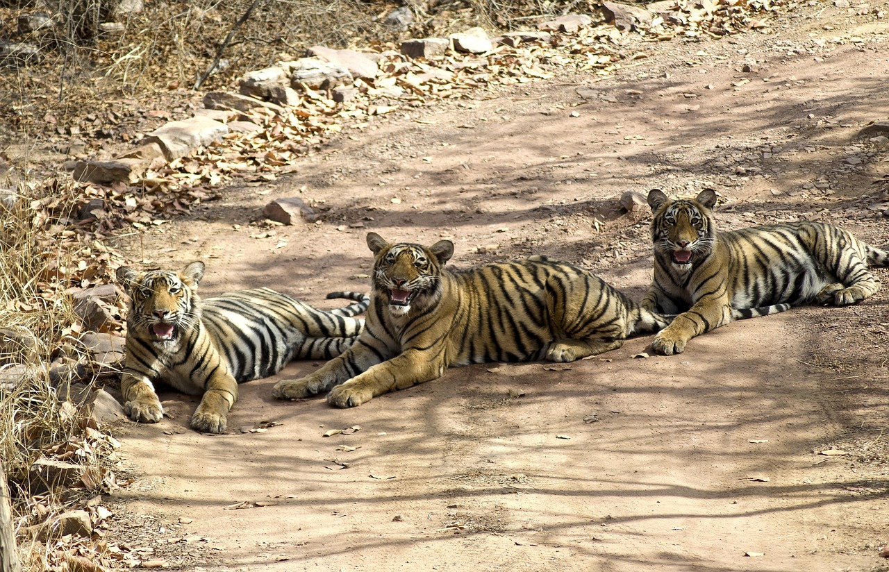 tigers, jungle, forest, big cat, ranthambore national park, india, wildlife, tourism, brown tiger
